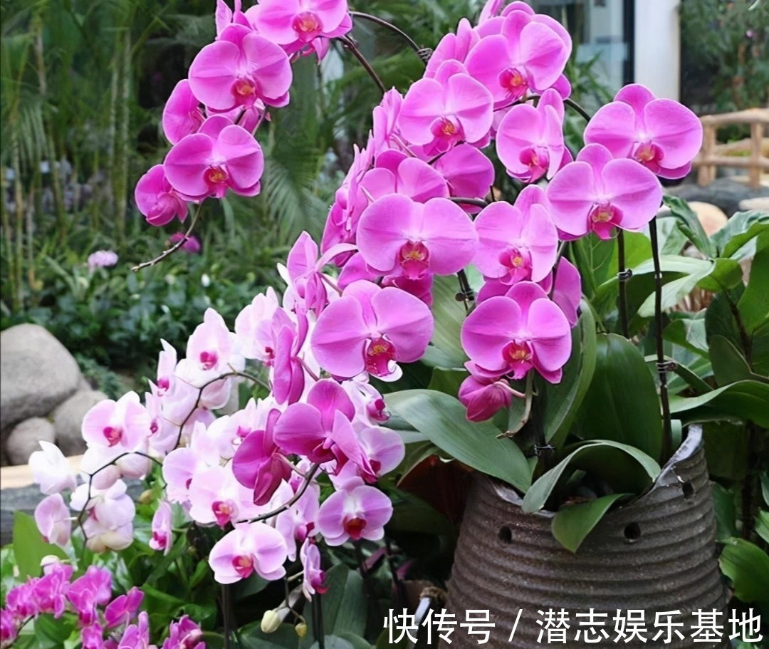 君子兰|你知道吗？夏天6种花要“休眠”，浇水多了就烂根