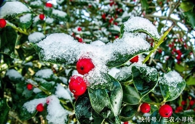 11种四季常青的植物——可做盆栽