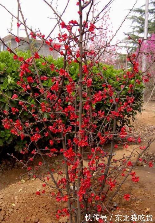 六种“长寿花”,越老越值钱,花开富贵,越养越精贵