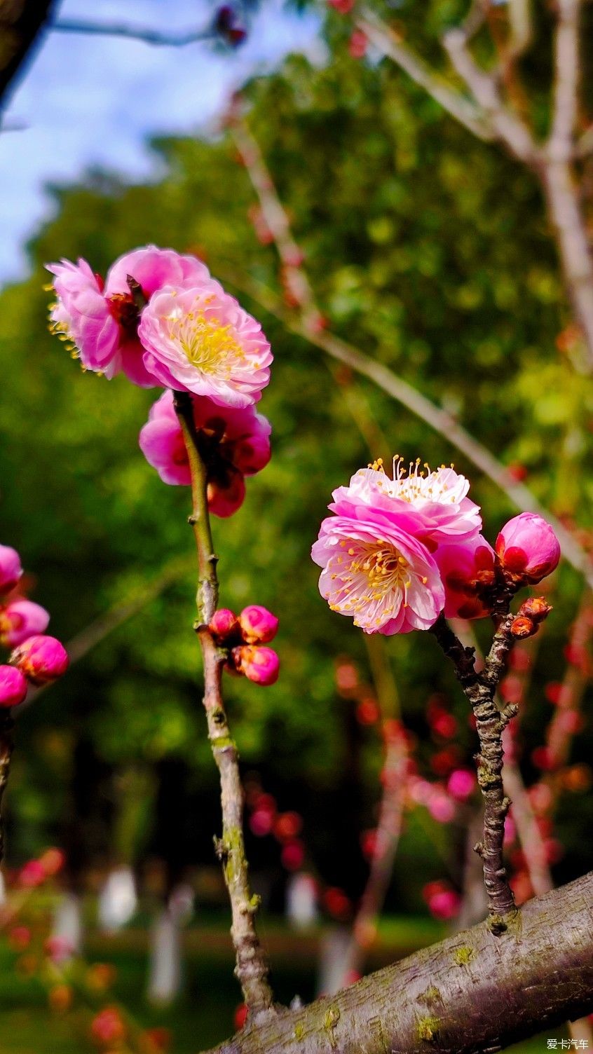 【爱卡踏青季】花枝俏