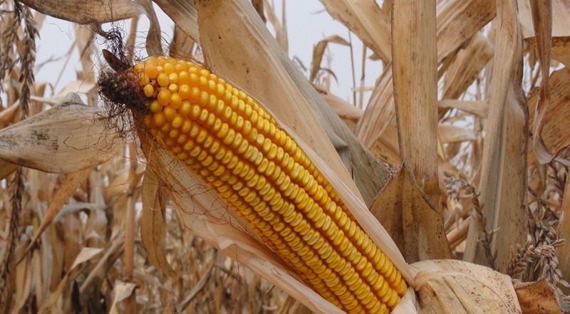 香蕉瓜|简直就是妇科问题“天敌”,手脚冰冷的女性常吃,远离宫寒