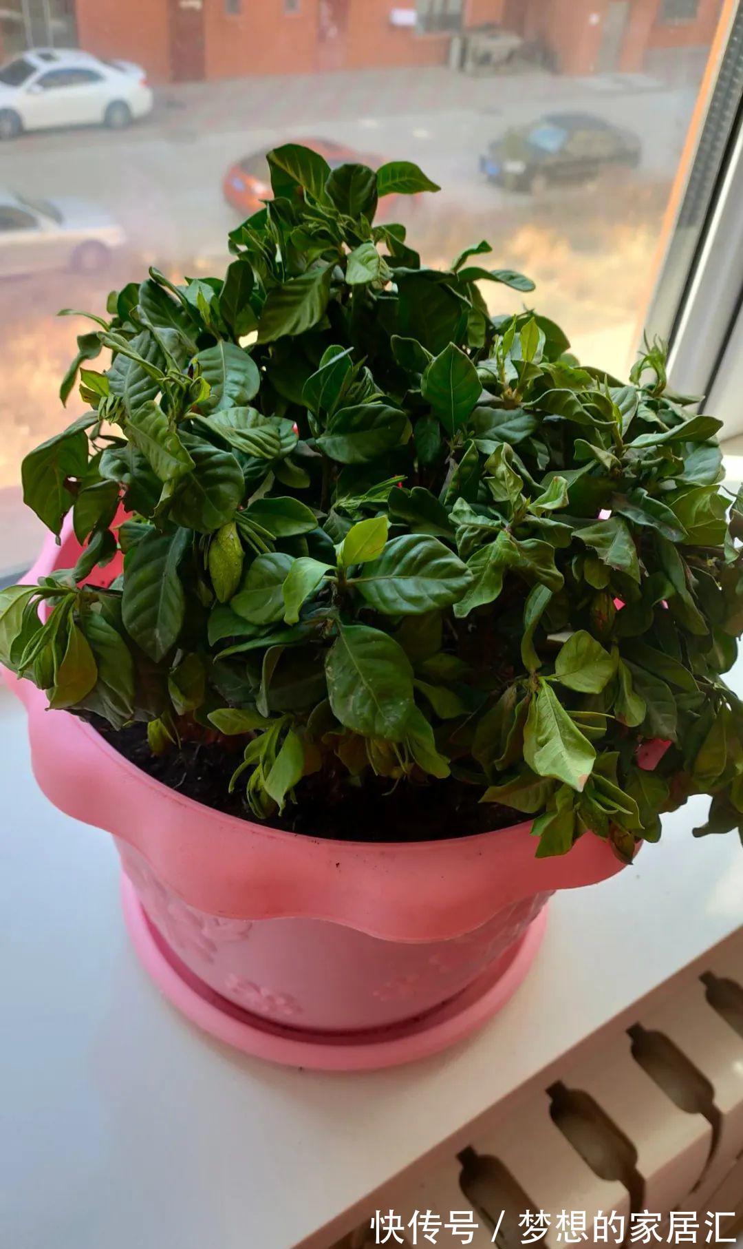 绿化带|4种“娇气花”楼房里总养死？扔在家门口，顿时枝繁叶茂，开花旺