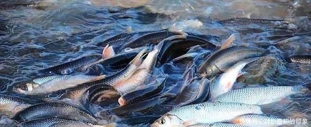 鱼不咬钩就不钓了记牢鱼儿这四个习性,半个小时就能钓满渔护