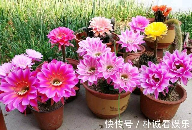 根系|仙人球也养不活别中了商家的“猫腻”,这种球,谁养也难活