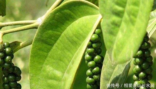 同样是胡椒,“黑胡椒”和“白胡椒”有啥区别?知道后别乱买了!