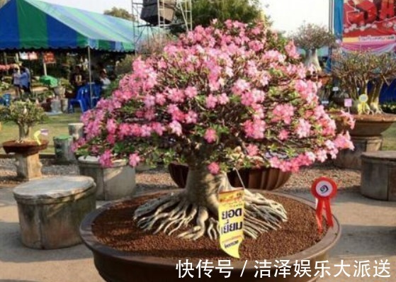 枫树|这“几种花”很便宜,养成“盆景”后,变身为“高价”盆栽!