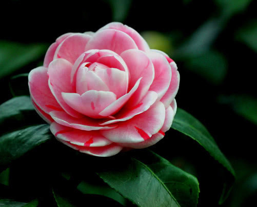 茶花如何来换盆教你3个换盆的小步骤，换盆后长势旺盛开花多