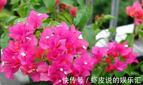 三角梅开花少，花色淡都是3个方面造成的，你做对了吗