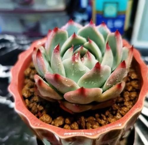 多肉浇水没有规律！根据实际情况，保持花土偏干，无需浇太多