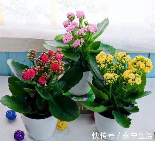 一叶兰|卧室、客厅必养的5种花,甲醛少、空气好,家人身体倍儿健康