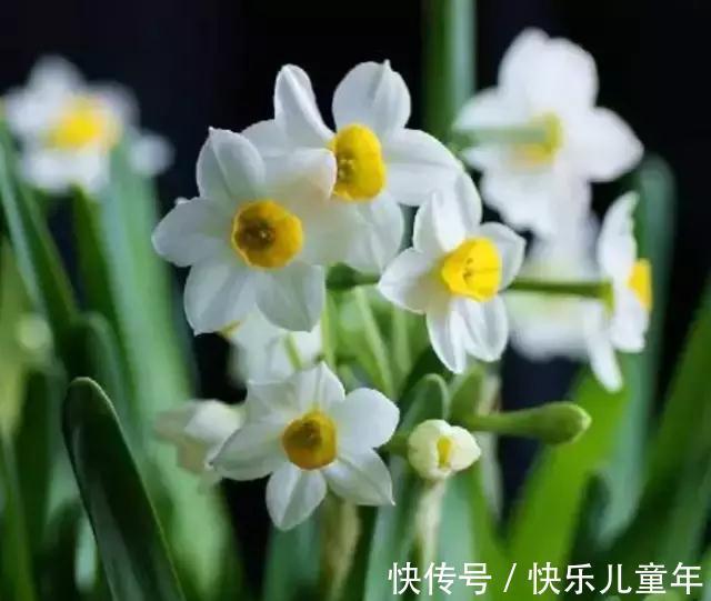 花园里最好养的15种多年生植物,非常适合新手,你家有吗