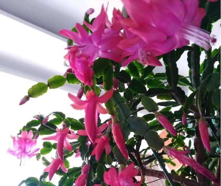 蟹爪兰|蟹爪兰叶片软趴趴的不开花，多注意两点，叶子坚挺，花芽冒得快