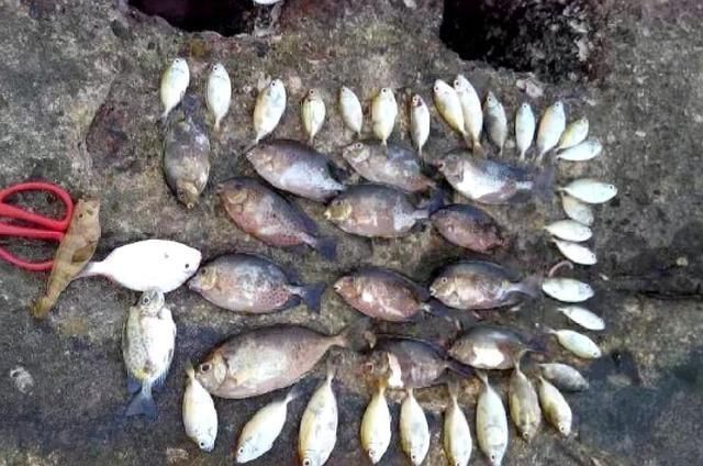 真气人野河打了重窝钓鱼,刚开始连杆别人把竿子抛进你窝里