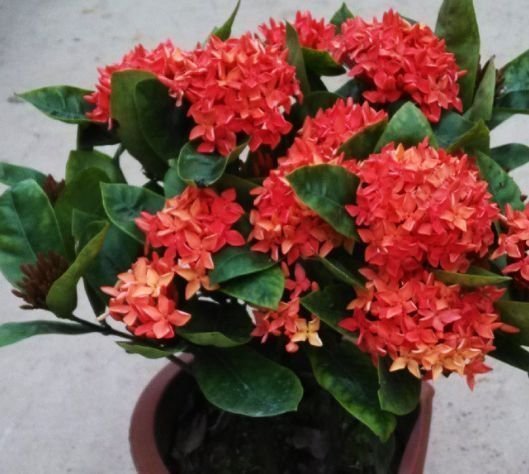 杜鹃花|4种花超好养,花朵漂亮,花期长,四季繁花似锦,美