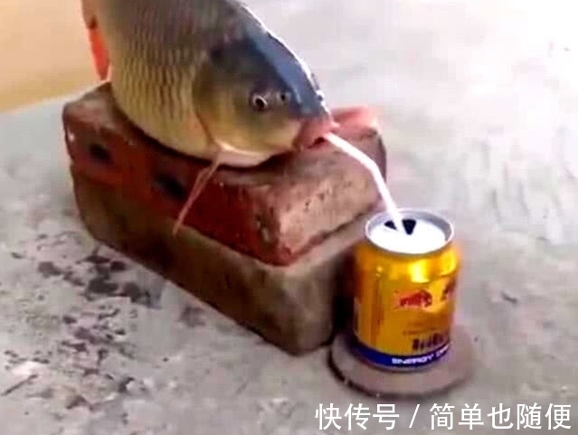 男子|男子为了一夜爆红，拿红牛给鱼喝，网友们看后一片骂声