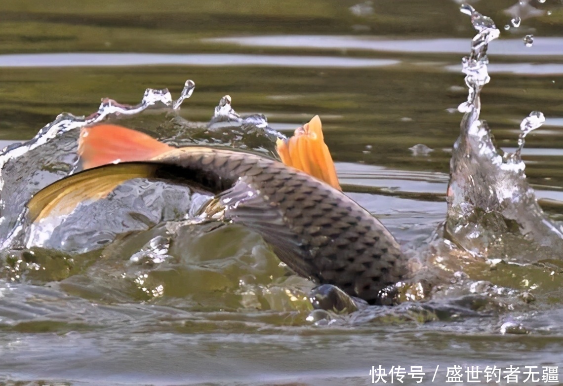 老钓鱼人教你调好四目，如何在调钓目，简单有效——盛世三渔