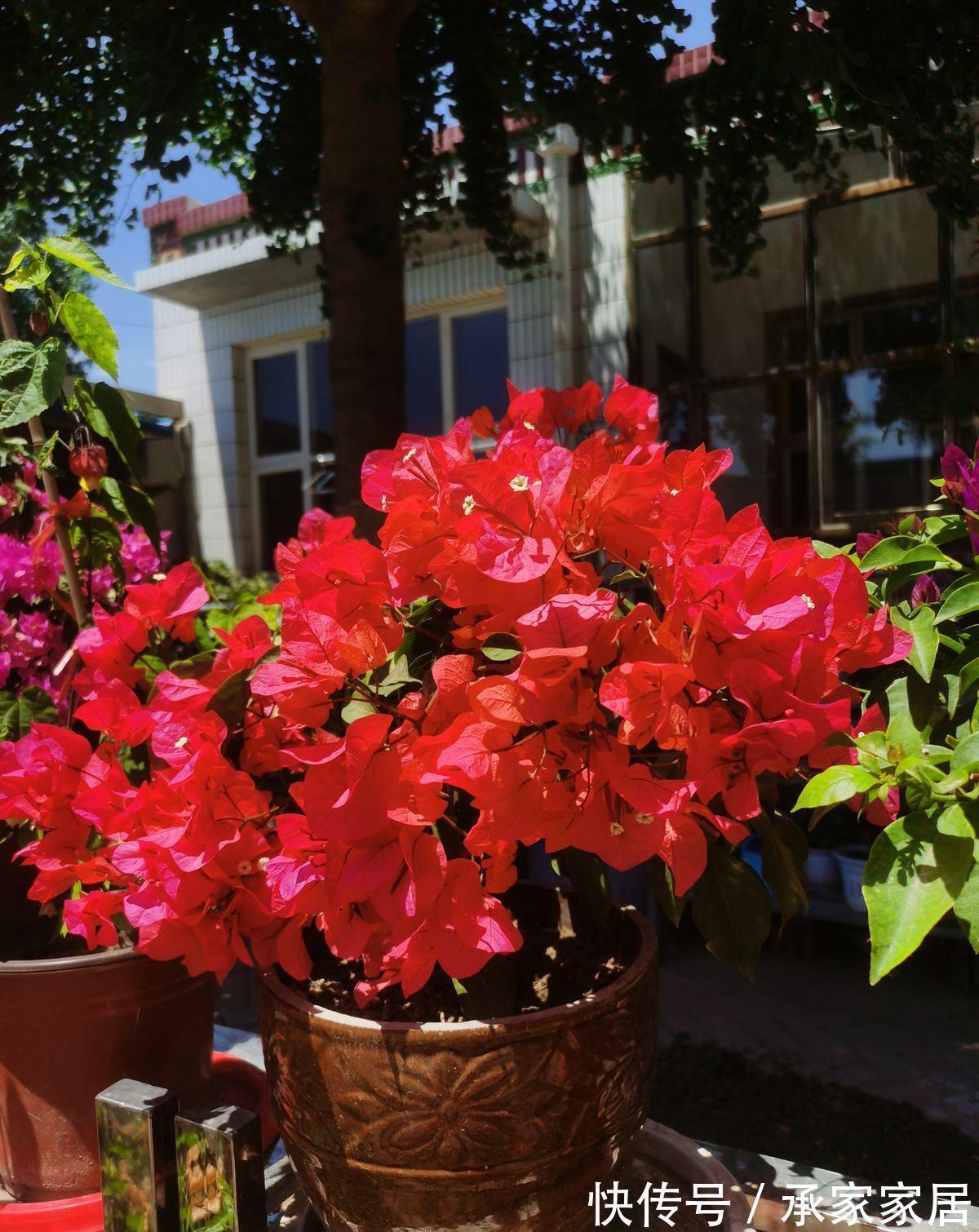 5种漂亮花,一年能开200天,越热开的越猛,花朵蕾蕾满阳台