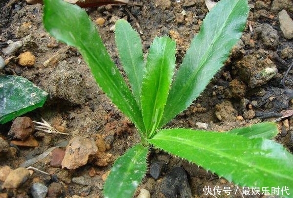 农村生长这种多年生草本植物,叶子带刺,却有治疗水肿病的功效