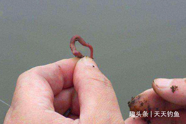 传统钓鱼独门绝技蚯蚓的科学用法,越简单的饵料,用法越不简单