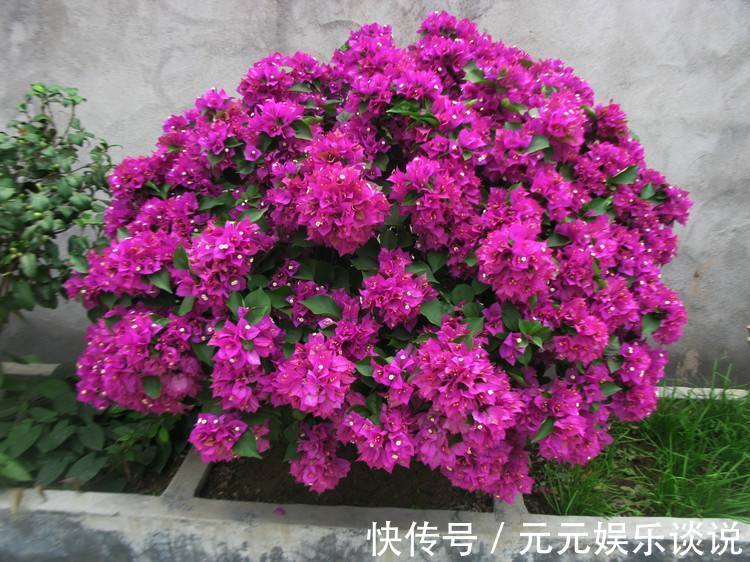 三角梅开花最简单的方法,再笨的人也能学会