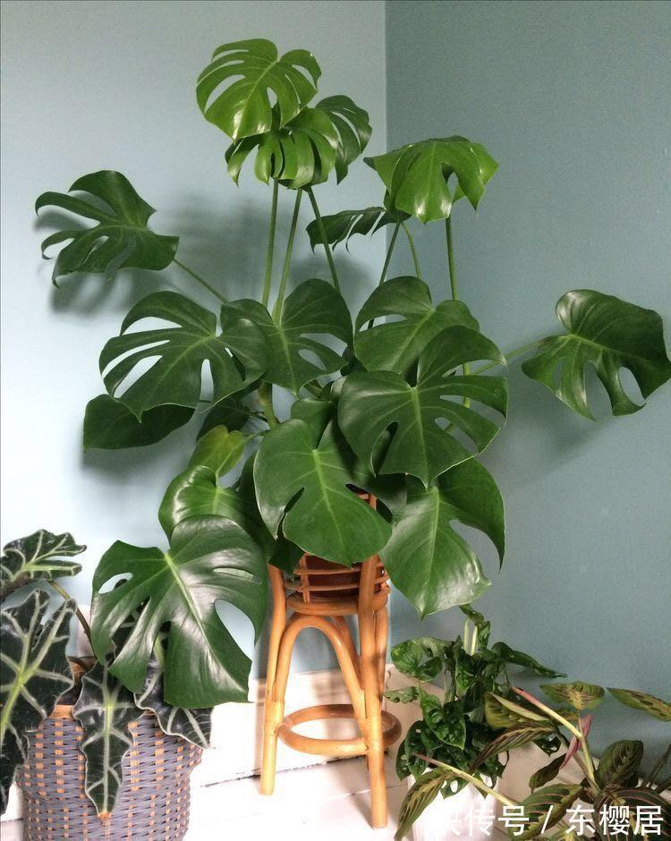 叶片|7种健康花,建议至少养一盆,格调高净化能力强,很实用