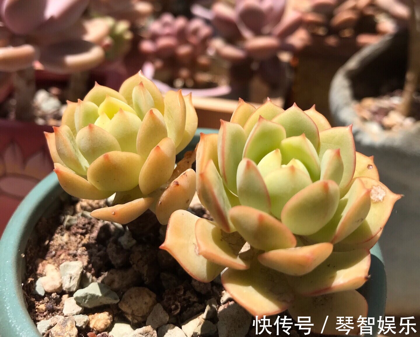 浇水|多肉总是徒长丑爆成大白菜多半是犯了3个错误,养成老桩也不错