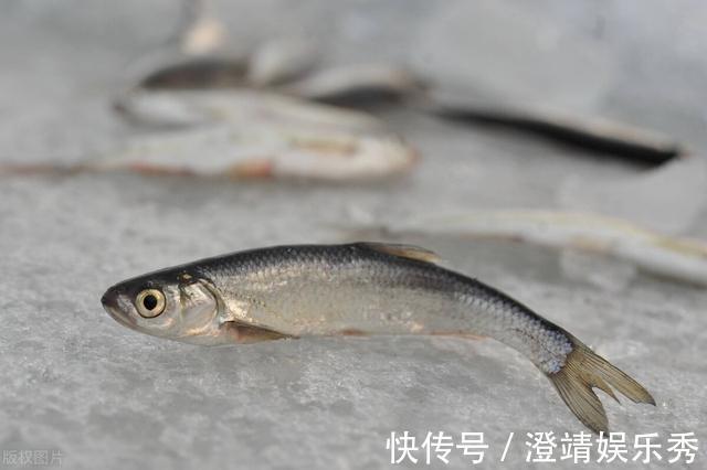 小鱼|还只知道红虫、蚯蚓？钓鱼界的10大荤饵！数数你用过几种