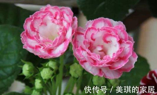 酸性土|农历7月25号起，最适合养这些花，绚丽多彩，烂漫迷人眼