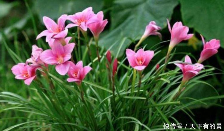 4种富贵花,添福添贵添好运,叶子油绿,花朵艳,养着省心