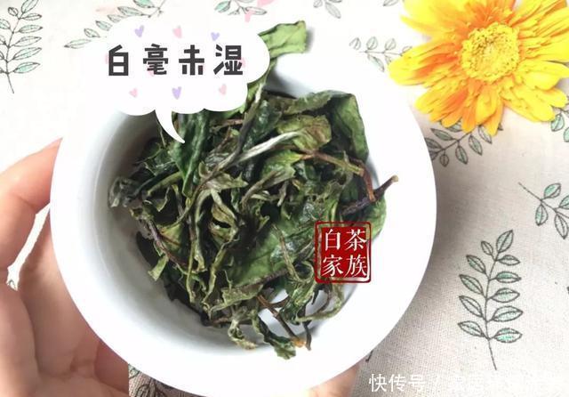 泡茶的时|意想不到,85℃温水泡白茶影响这么大,老茶农:现在明白不晚