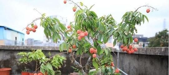 百香果|吃剩的水果种子,往盆里一种,种成小盆栽,一不小心就结出果实来