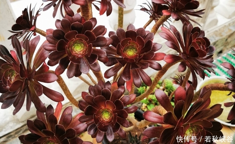 多肉丛林桩|喜欢多肉丛林桩却不知道怎么养成?其实只需要简单的一步操作便可