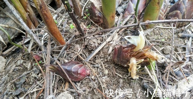 益母草|66种野菜大图片，带你见识不同的野菜和吃法，你想要的野菜这里有