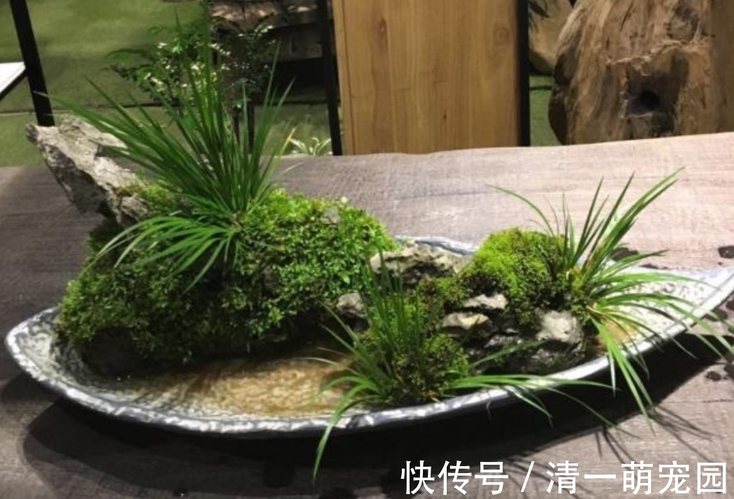 卷柏|5种不起眼的“小草”，挖回来做成盆景，越看越漂亮