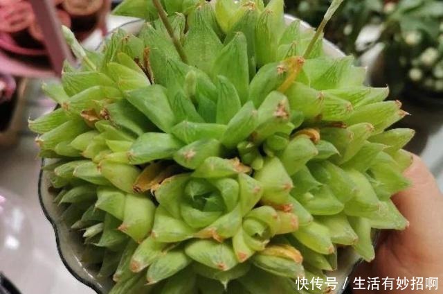 10种花,春天不能晒,躲屋里最安全!10种花,春天不能晒,躲屋里最安全!