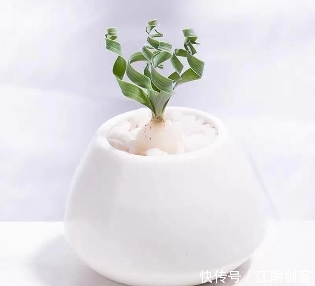 家里养几盆弹簧草,叶子卷曲似弹簧,清新雅致、个性十足