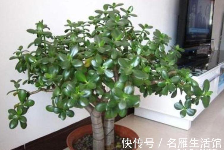 枝叶|客厅见树,家业稳固!适合客厅养的五种树,大气美观,幸福感倍增