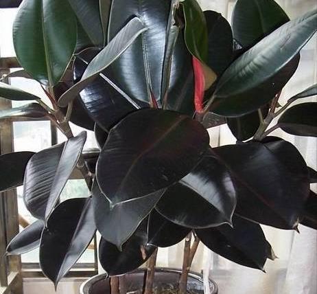 栀子花|6种“漂亮花”,7月不修剪,后悔一整年