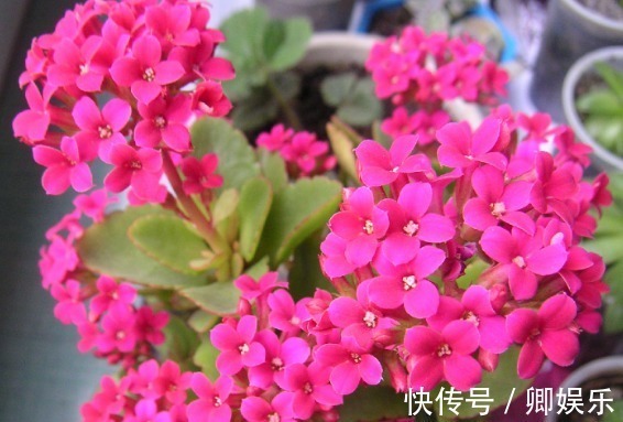 在家养花,不妨试试这些花草,自带香气开花美,还特别好养活