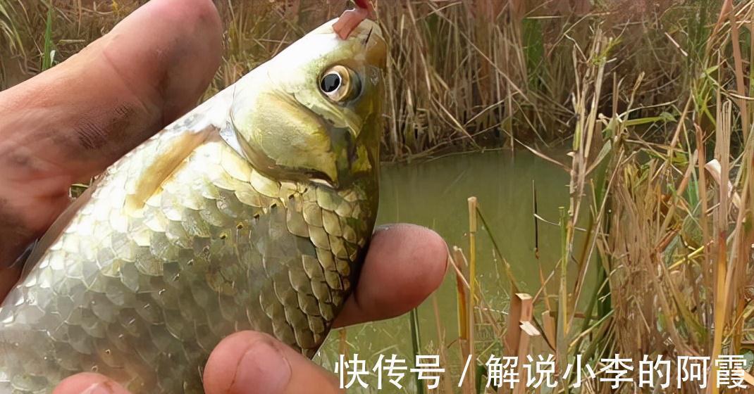 总说灵活调钓,到底怎么做,才叫做灵活调漂