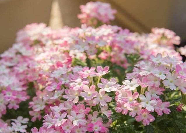 扦插|夏天有2种花,又热又晒也开花,扦插即活,皮实好养