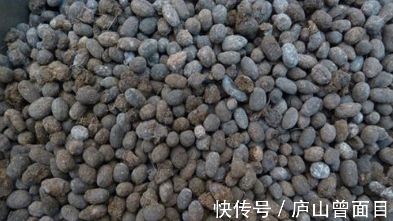 技巧|羊粪真是好,养花种菜少不了,要想用它来种花,使用技巧要知道
