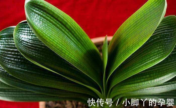 施肥|君子兰夏天少折腾,静养才能养出好兰株