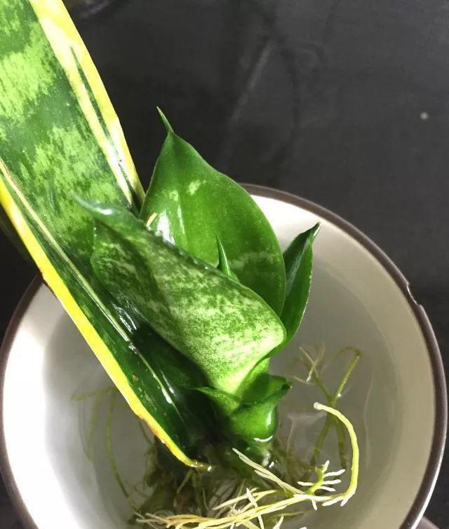 泼辣花|谁说养花难?4种“泼辣花”,扔在土里就生根,繁殖一片小崽子