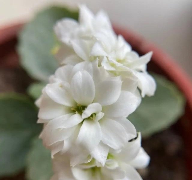 75个长寿花品种,一个比一个美,一起来认识一下吧!