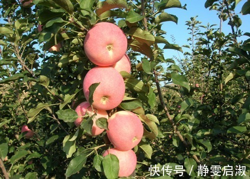 营养专家|晚上吃苹果,对健康是利是弊很多人分不清,营养专家告诉你答案