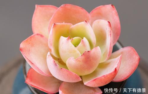 每一款|8款仙气十足的多肉,每一款都好养,适合新手,值得拥有!