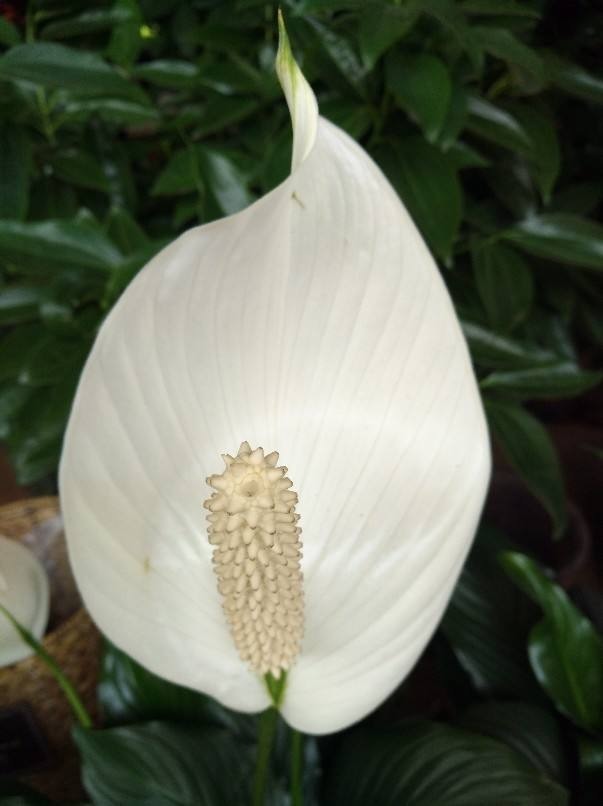 新装修的房子养9种花，净化空气效果好，养在家里也漂亮