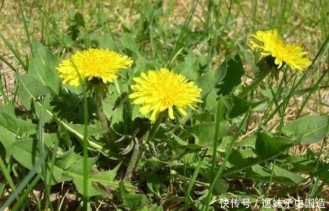 一味蒲公英,治病大功效!