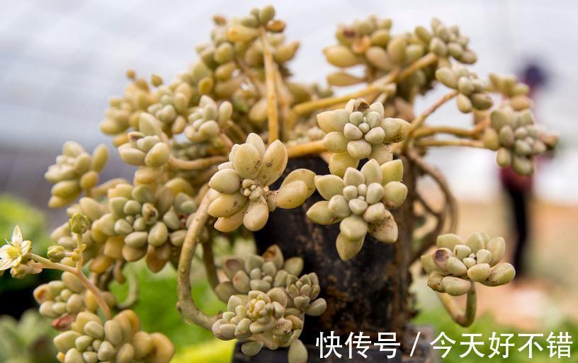 多肉植物|多肉植物爆盆的6个小技巧,养护多肉简单实用,让肉肉越长越密